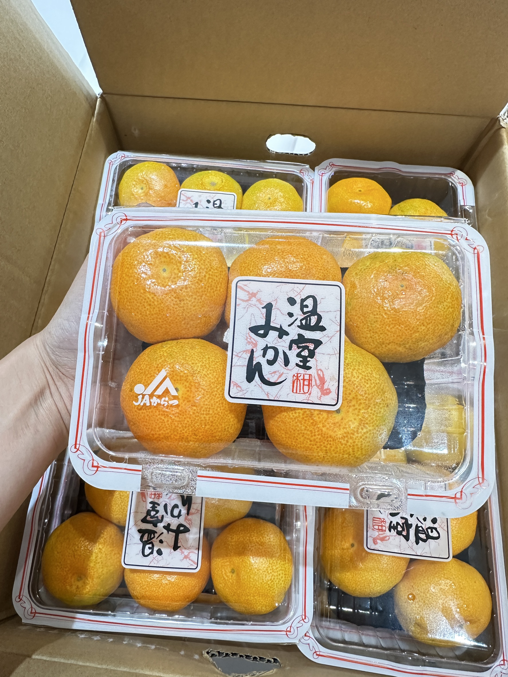 蜜柑 日本佐賀糖津蜜柑